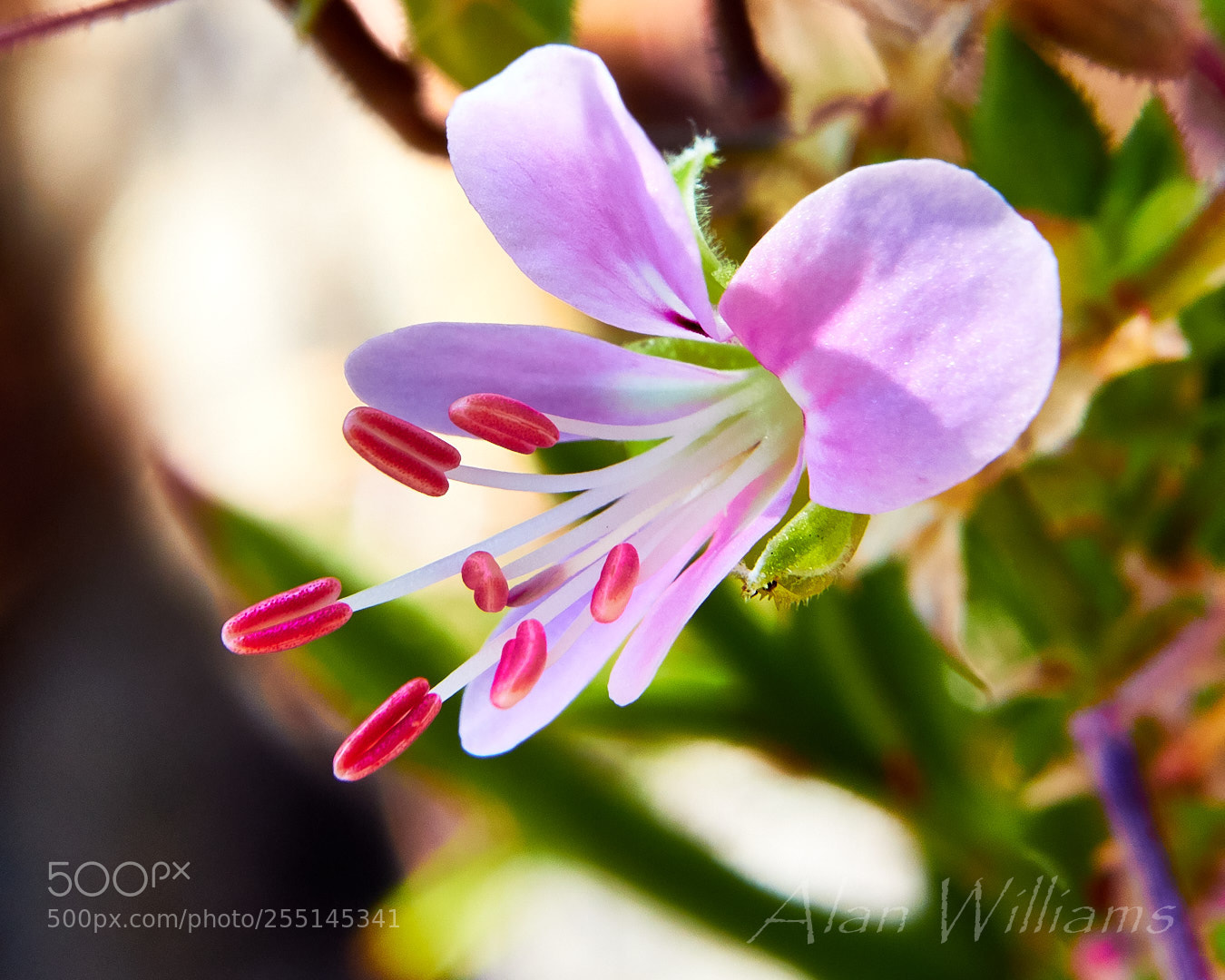 Canon EOS 7D Mark II sample photo. Flora photography