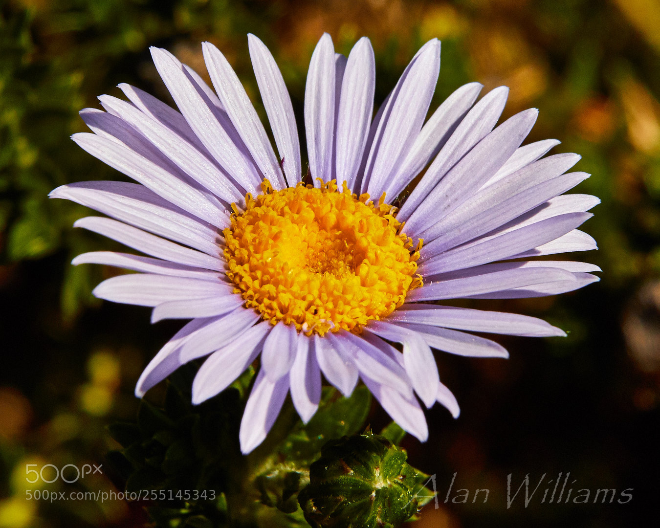 Canon EOS 7D Mark II sample photo. Flora photography