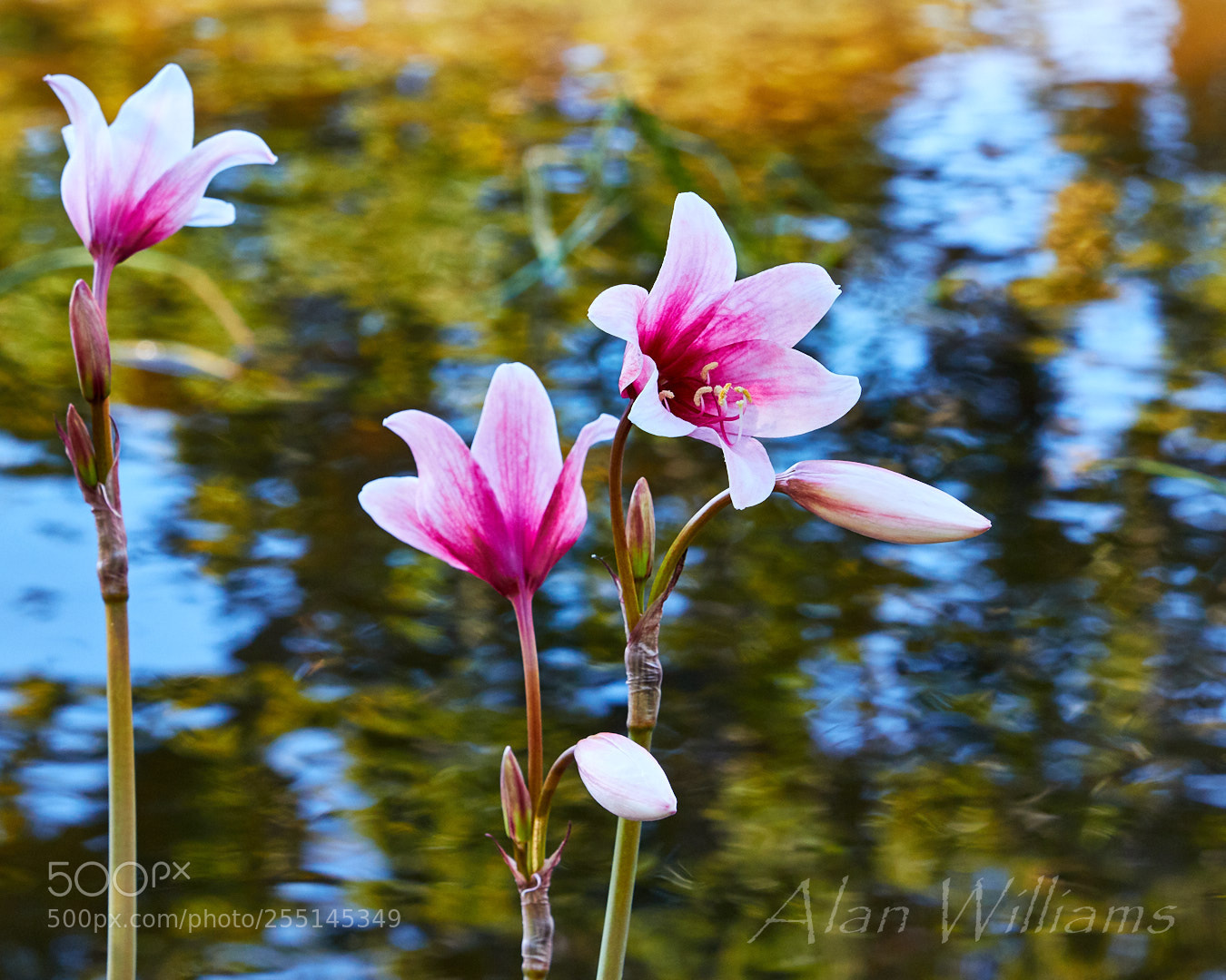 Canon EOS 7D Mark II sample photo. Flora photography