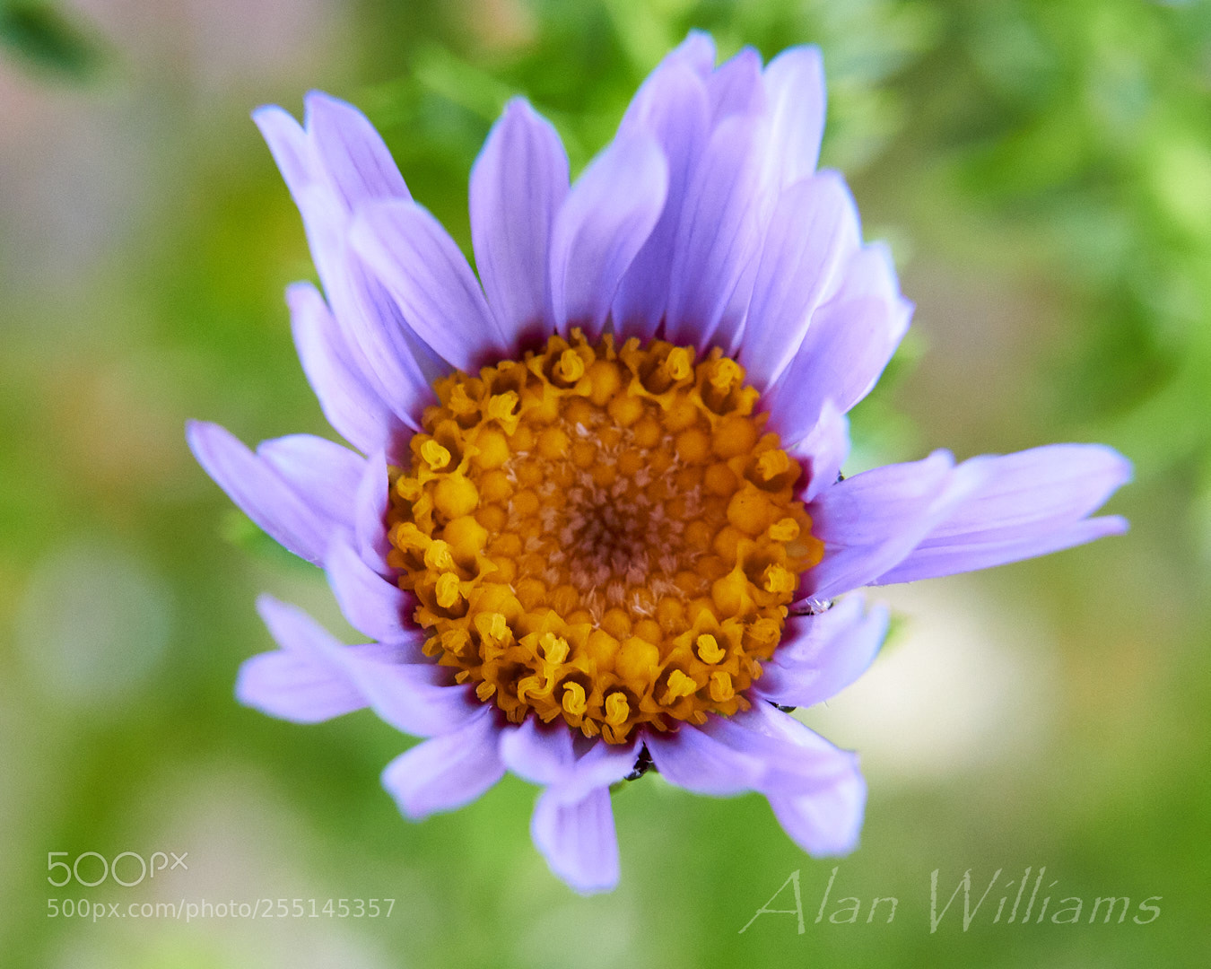Canon EOS 700D (EOS Rebel T5i / EOS Kiss X7i) sample photo. Flora photography