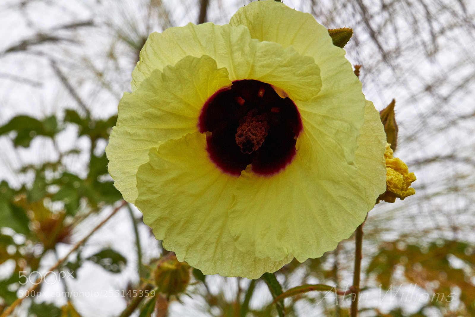 Canon EOS 700D (EOS Rebel T5i / EOS Kiss X7i) sample photo. Flora photography