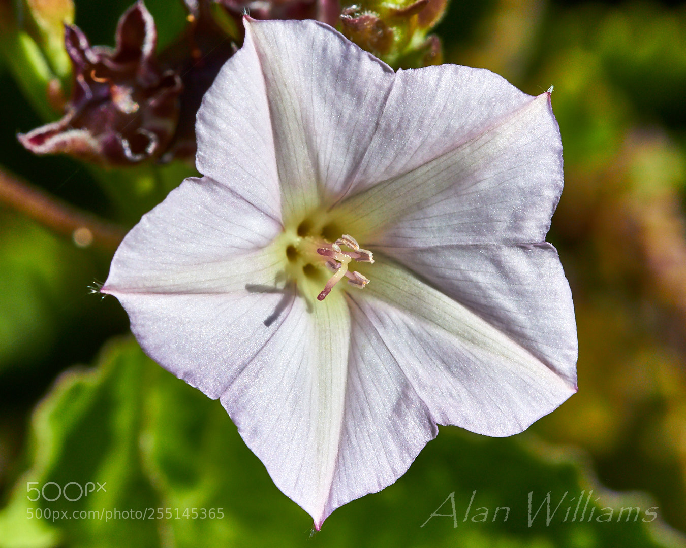 Canon EOS 700D (EOS Rebel T5i / EOS Kiss X7i) sample photo. Flora photography