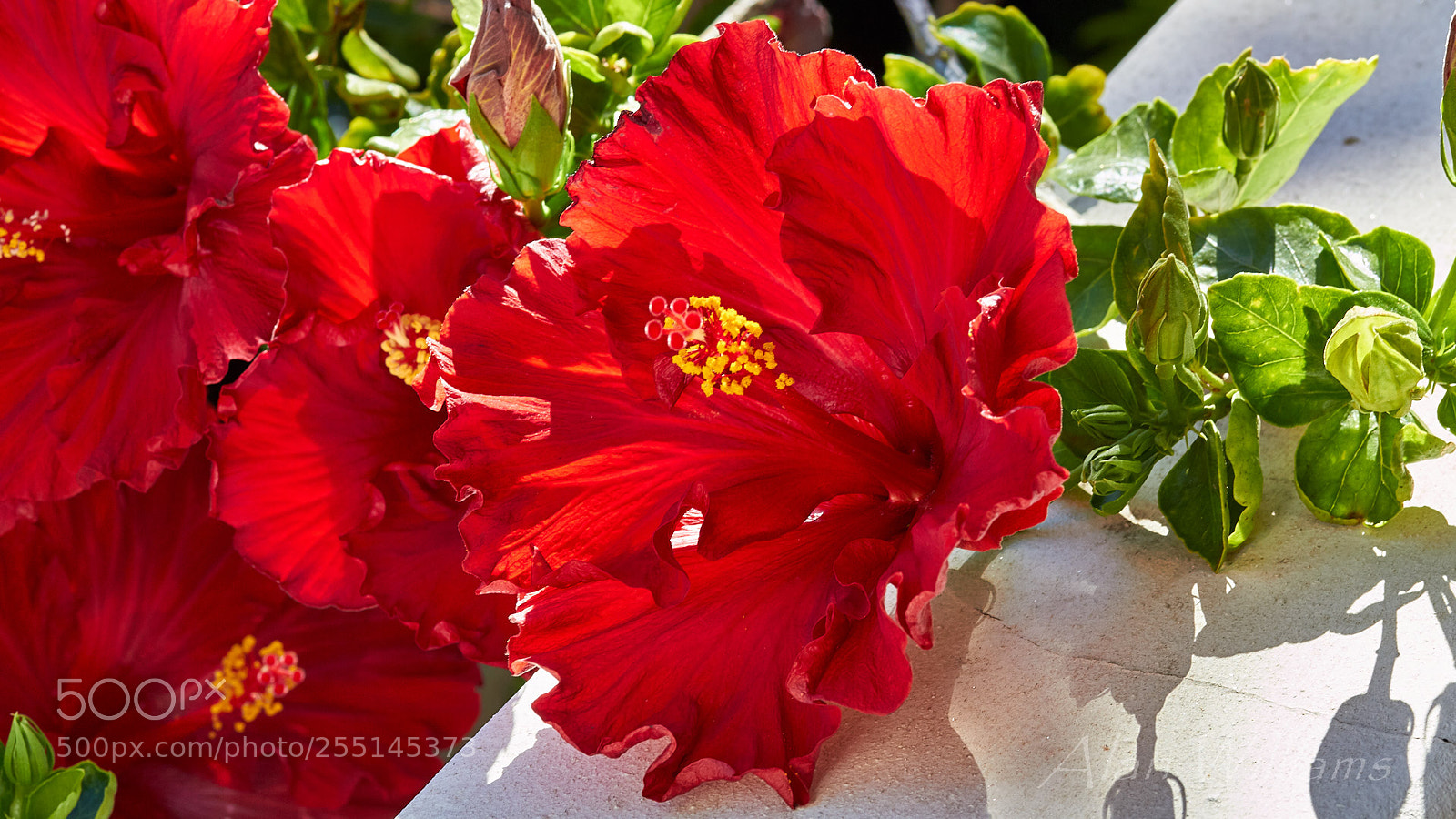Canon EOS 700D (EOS Rebel T5i / EOS Kiss X7i) sample photo. Flora photography