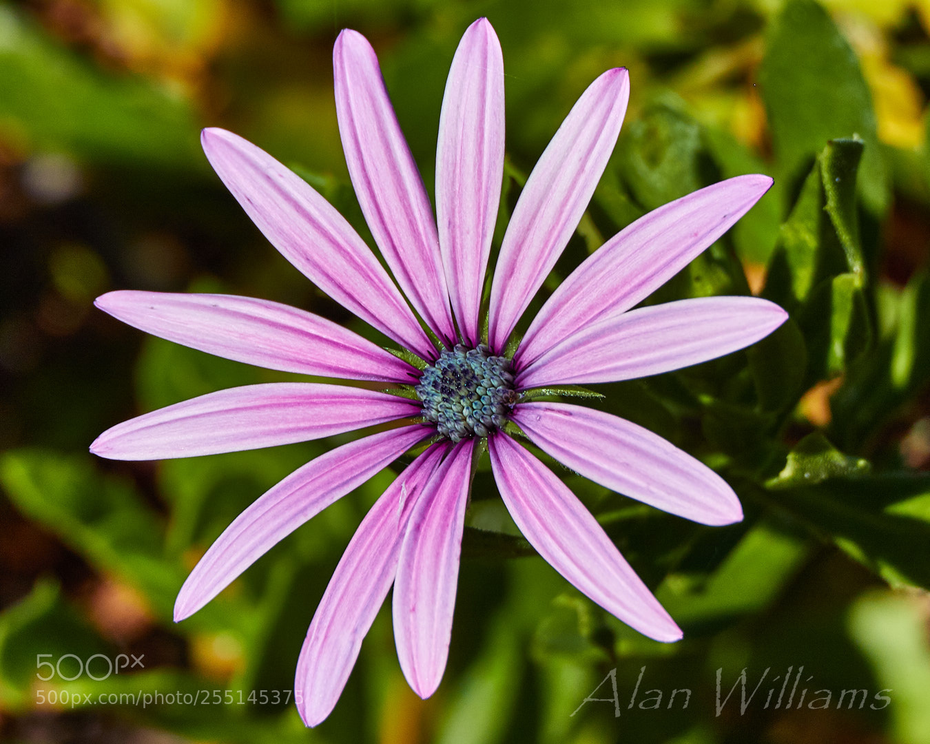 Canon EOS 7D Mark II sample photo. Flora photography
