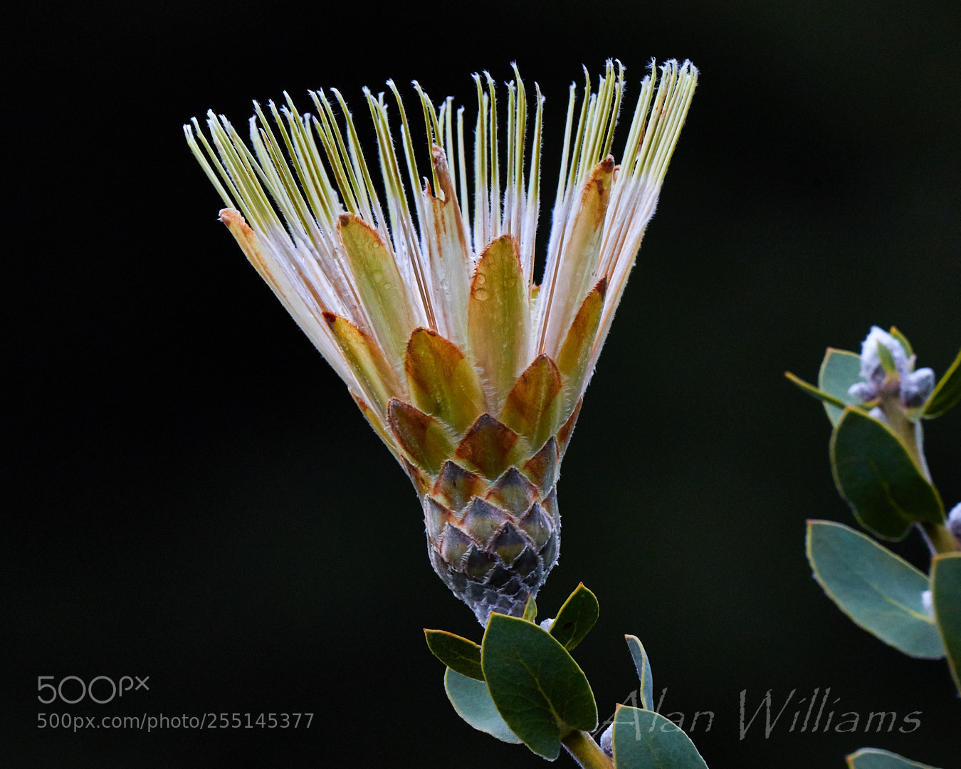 Canon EOS 7D Mark II sample photo. Flora photography