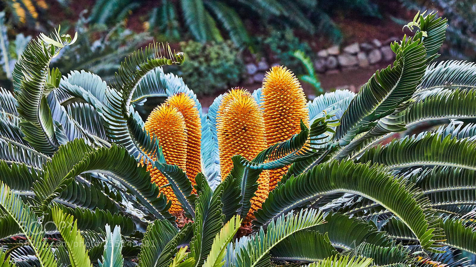 Canon EOS 7D Mark II sample photo. Flora photography