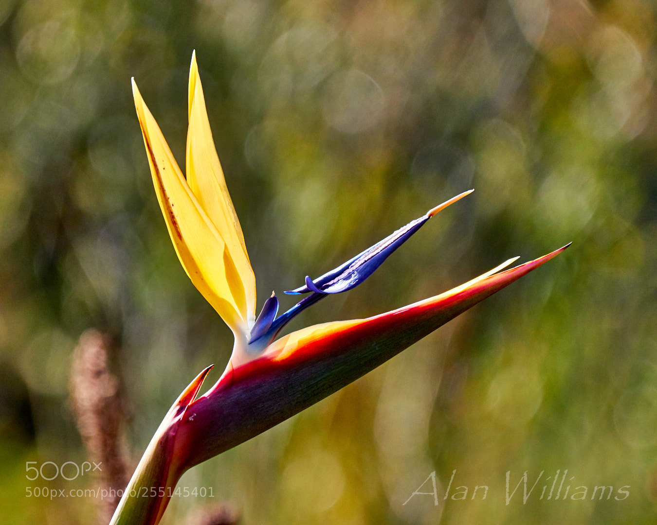Canon EOS 7D Mark II sample photo. Flora photography