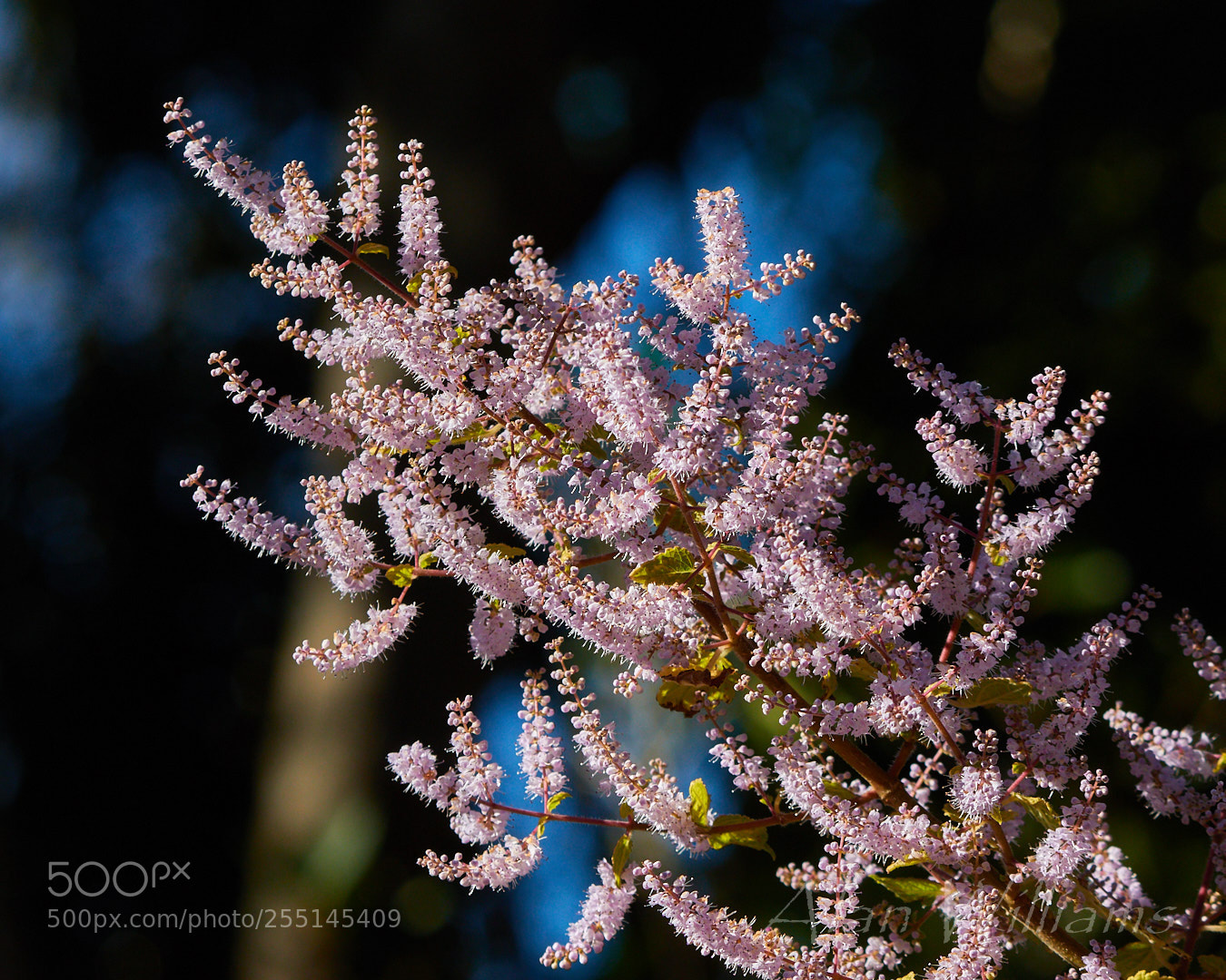 Canon EOS 7D Mark II sample photo. Flora photography
