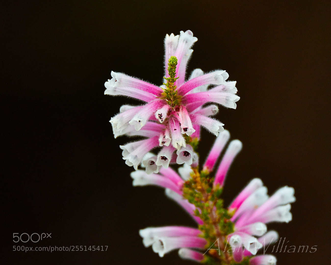 Canon EOS 7D Mark II sample photo. Flora photography