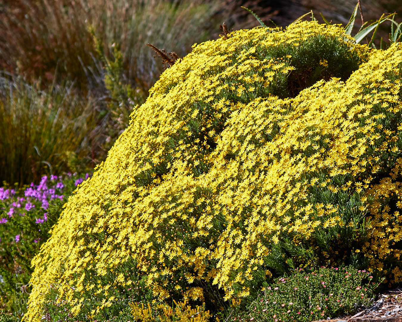 Canon EOS 7D Mark II sample photo. Flora photography