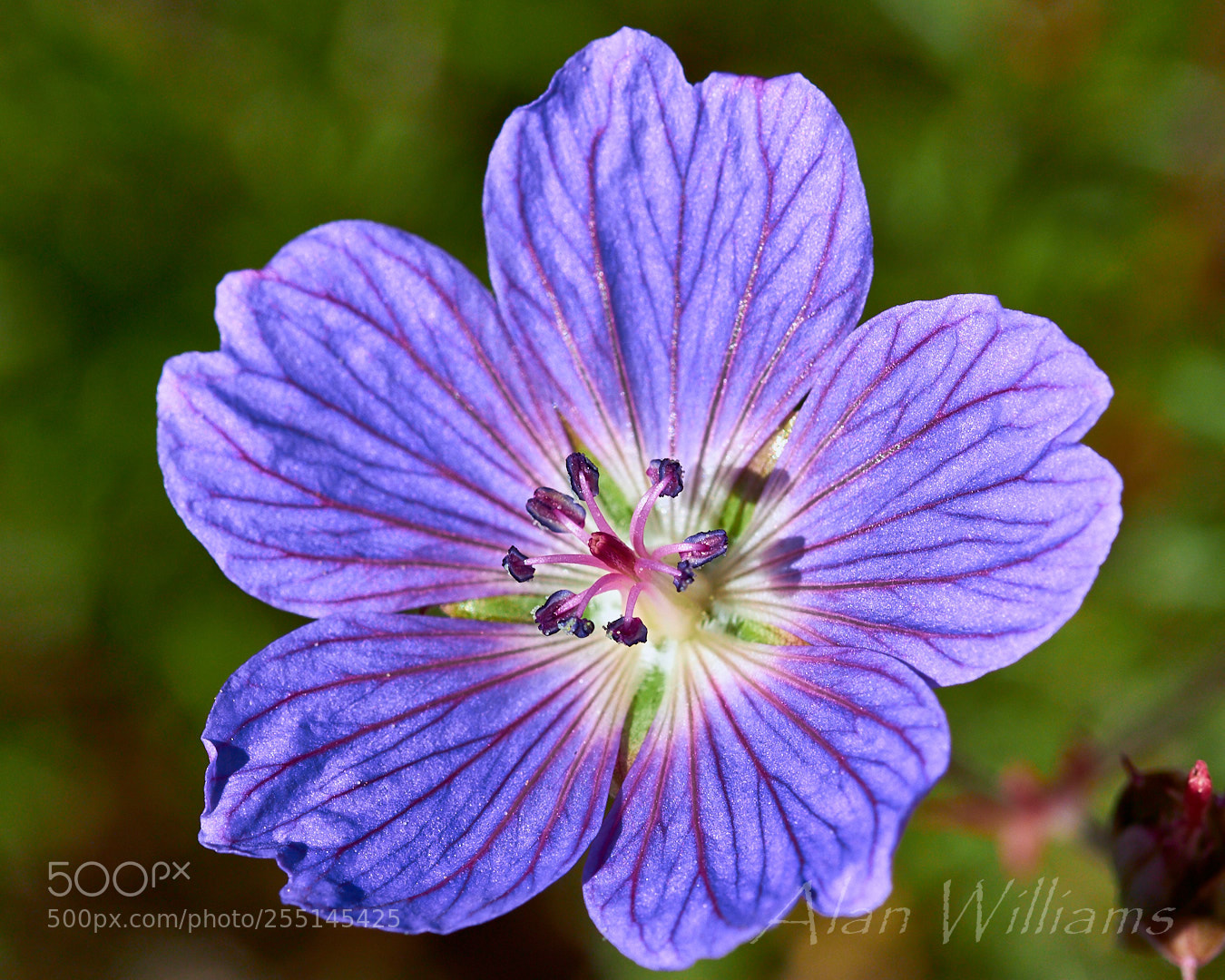 Canon EOS 700D (EOS Rebel T5i / EOS Kiss X7i) sample photo. Flora photography