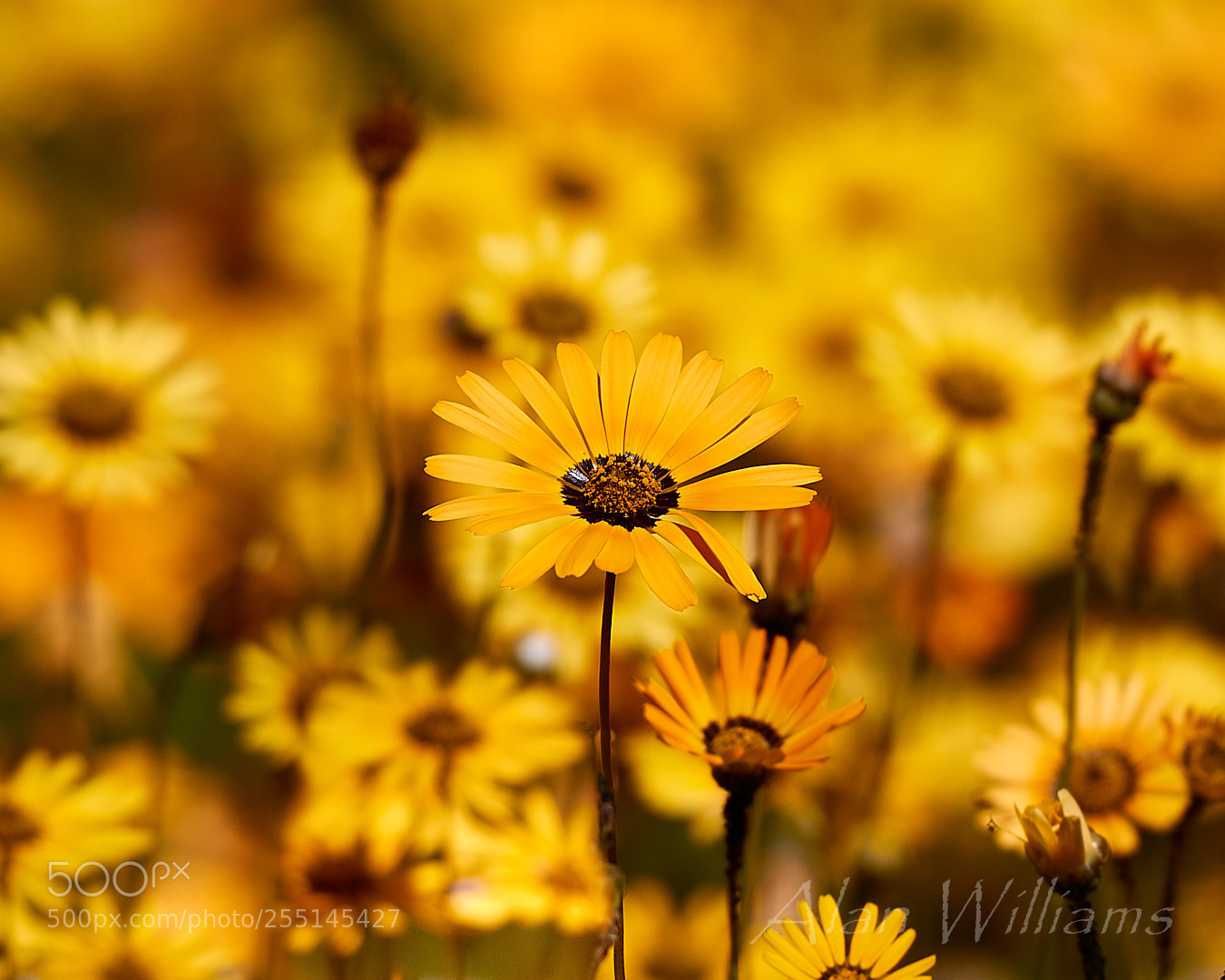 Canon EOS 7D Mark II sample photo. Flora photography