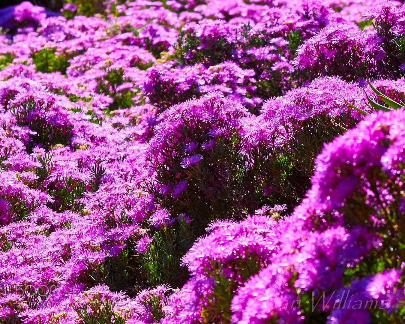 Canon EOS 7D Mark II sample photo. Flora photography