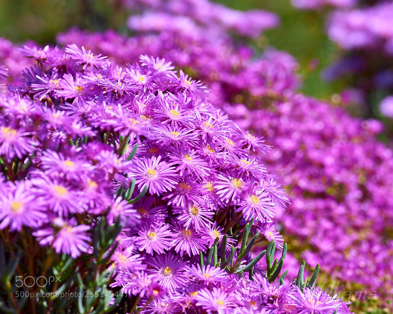Canon EOS 700D (EOS Rebel T5i / EOS Kiss X7i) sample photo. Flora photography