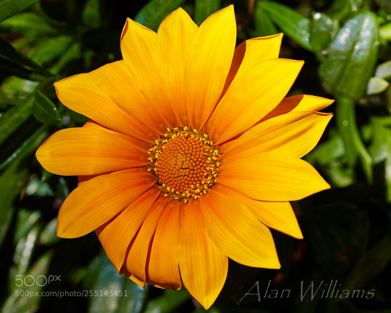 Canon EOS 7D Mark II sample photo. Flora photography