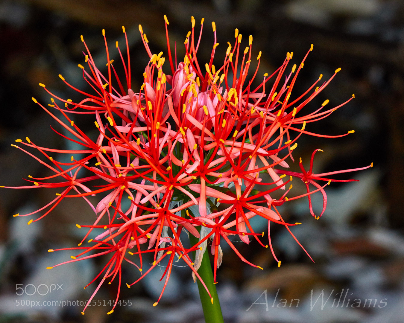 Canon EOS 7D Mark II sample photo. Flora photography