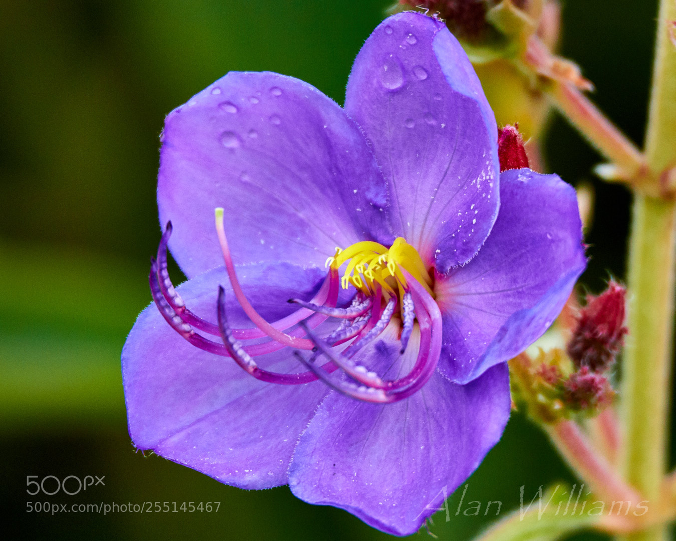 Canon EOS 7D Mark II sample photo. Flora photography