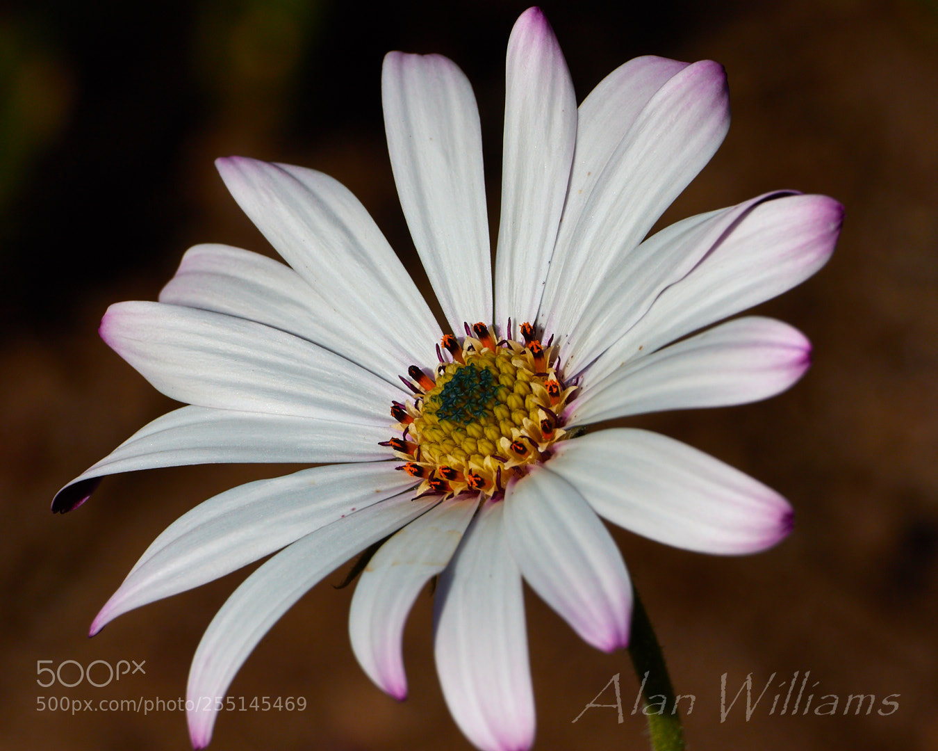 Canon EOS 7D Mark II sample photo. Flora photography