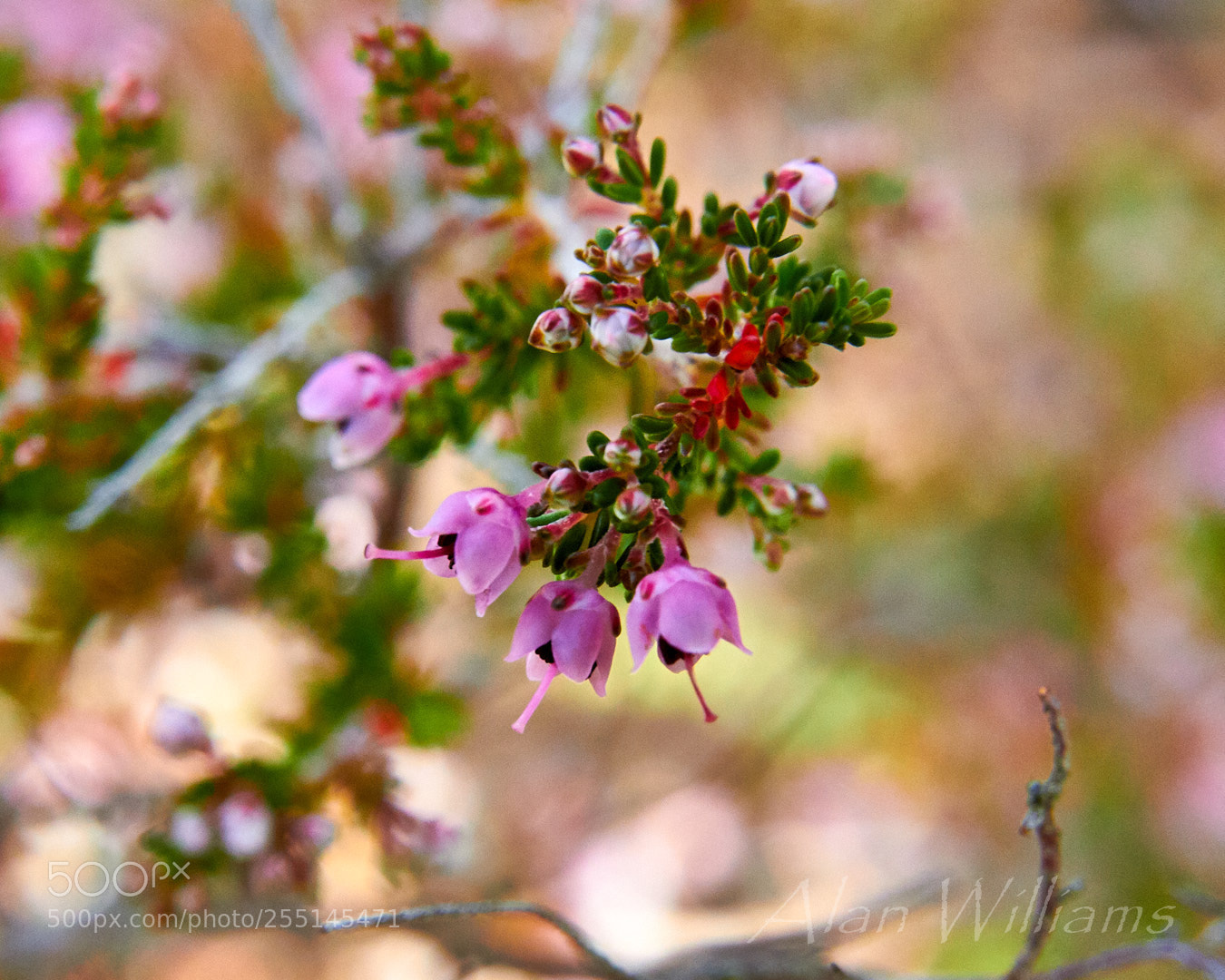 Canon EOS 700D (EOS Rebel T5i / EOS Kiss X7i) sample photo. Flora photography