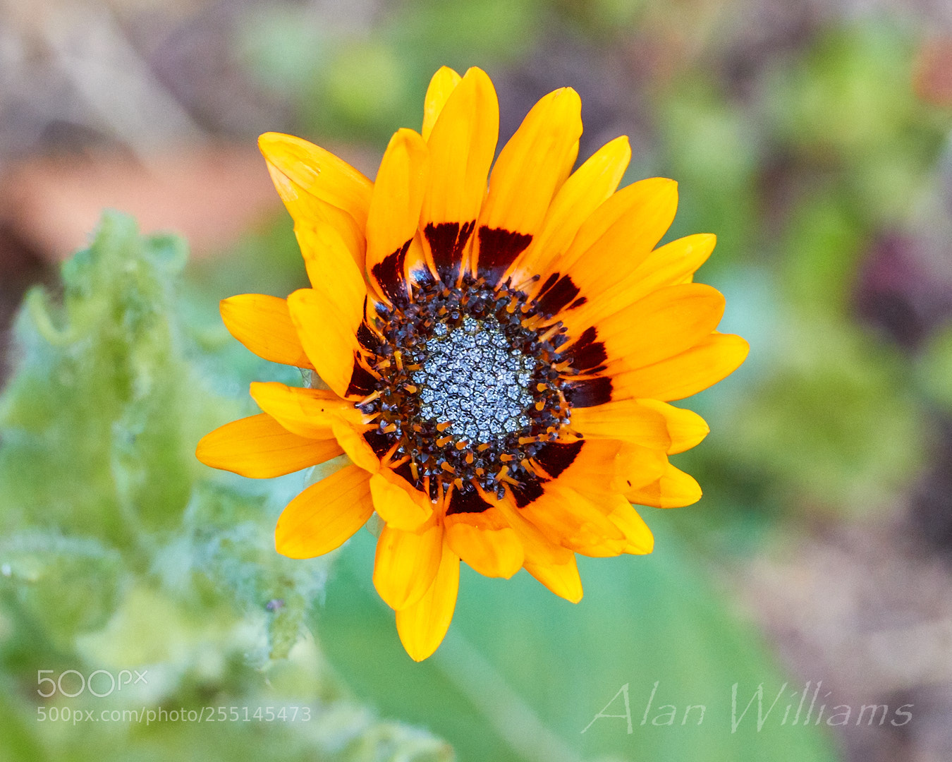 Canon EOS 7D Mark II sample photo. Flora photography