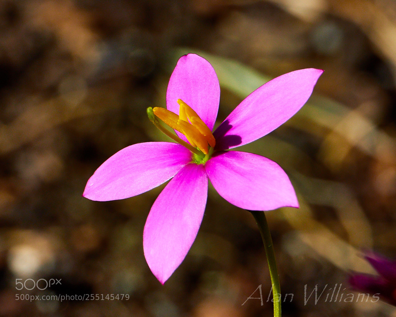 Canon EOS 7D Mark II sample photo. Flora photography