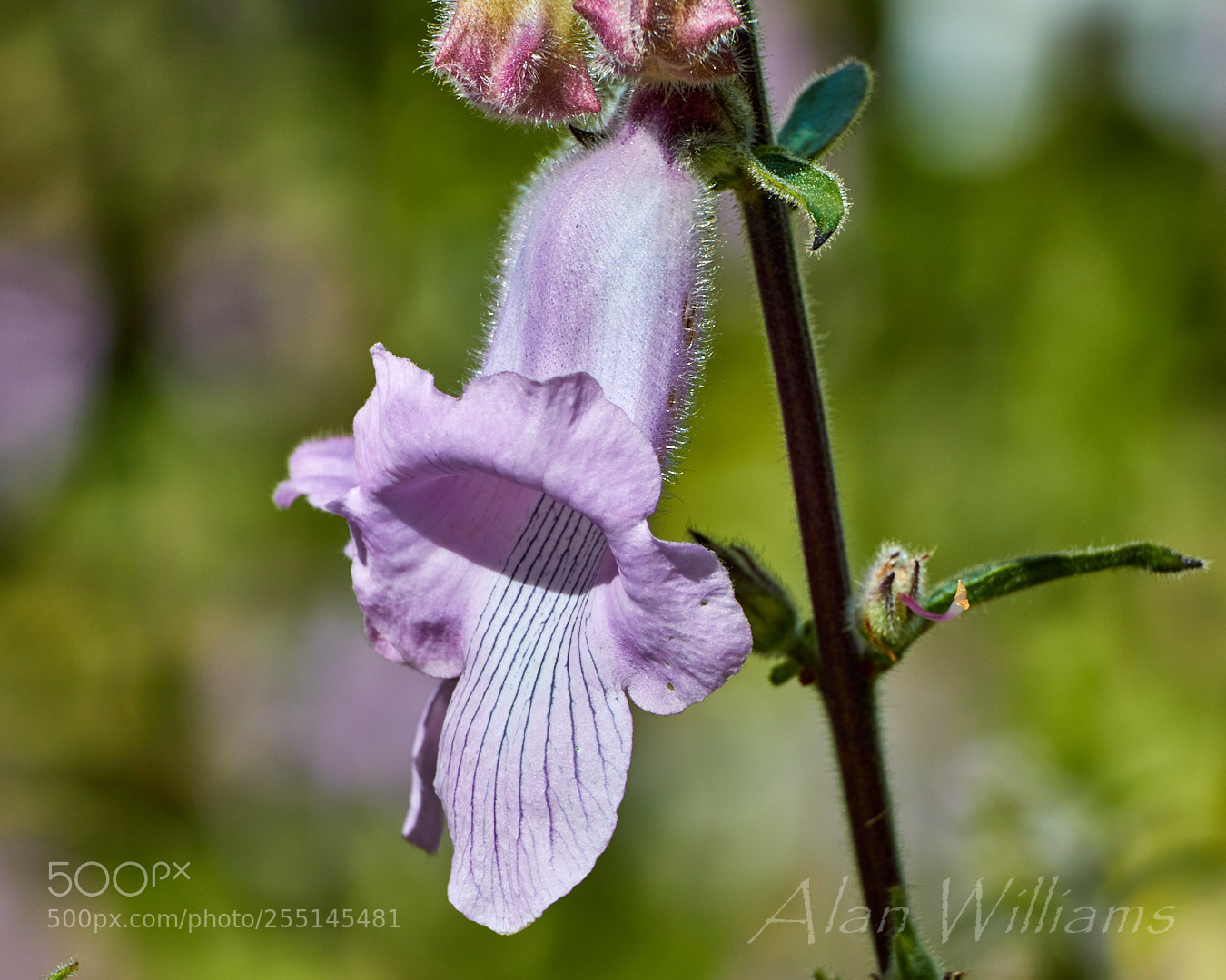 Canon EOS 7D Mark II sample photo. Flora photography