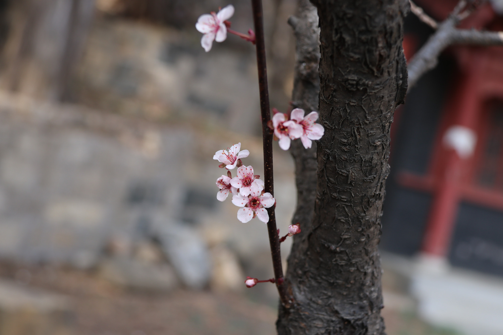 Canon EF-S 18-200mm F3.5-5.6 IS sample photo