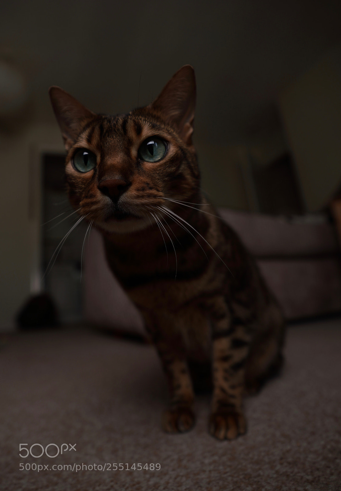 Sony a7R III sample photo. Test shoot with my photography