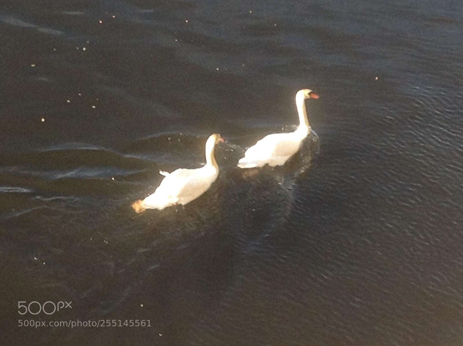 Apple iPod touch sample photo. Sunny swans photography