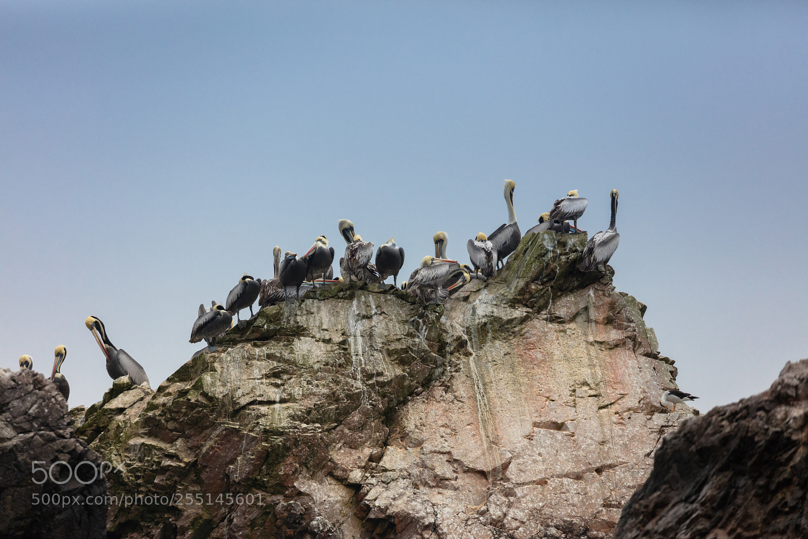 Canon EOS 5DS R sample photo. Ballestas islands, perù photography