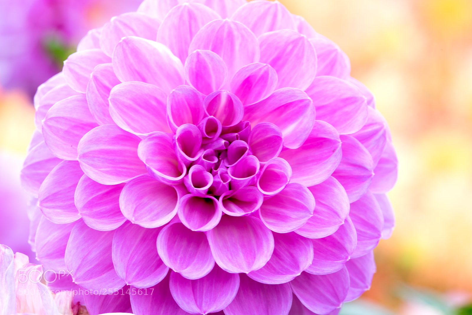 Nikon D810 sample photo. Pink dream boat photography