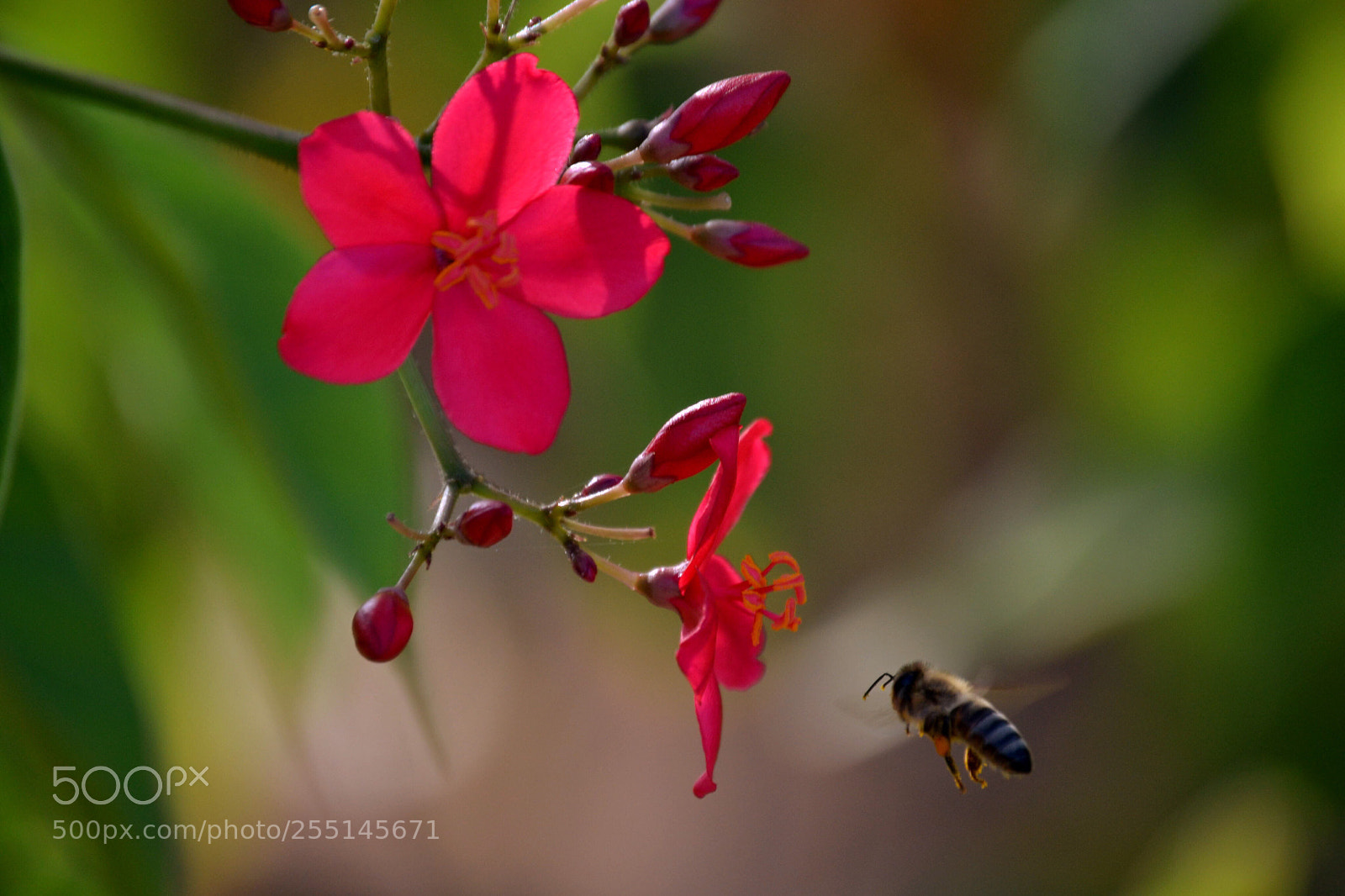 Nikon D3100 sample photo. Bee photography