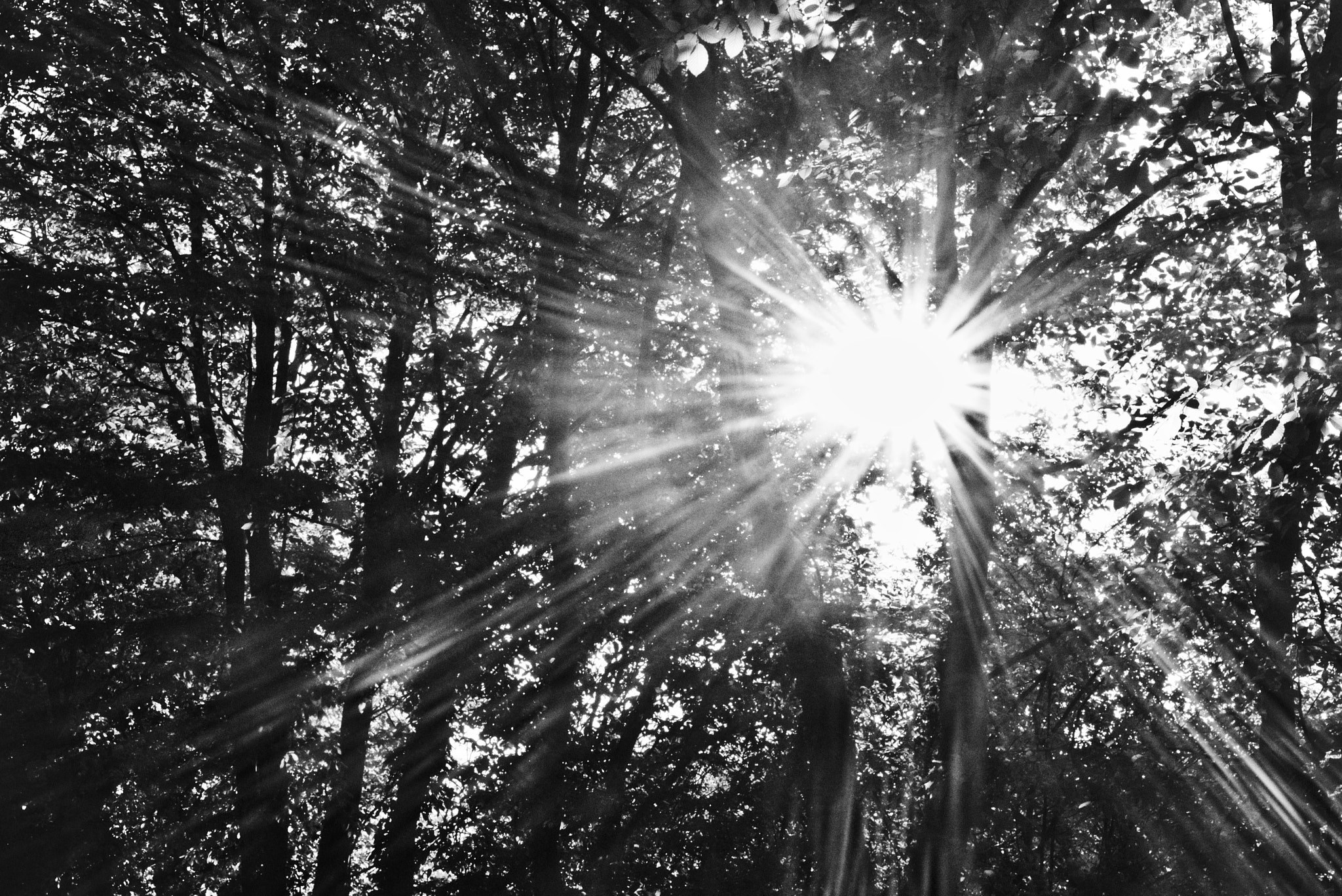 Canon EOS 760D (EOS Rebel T6s / EOS 8000D) sample photo. Morning photography