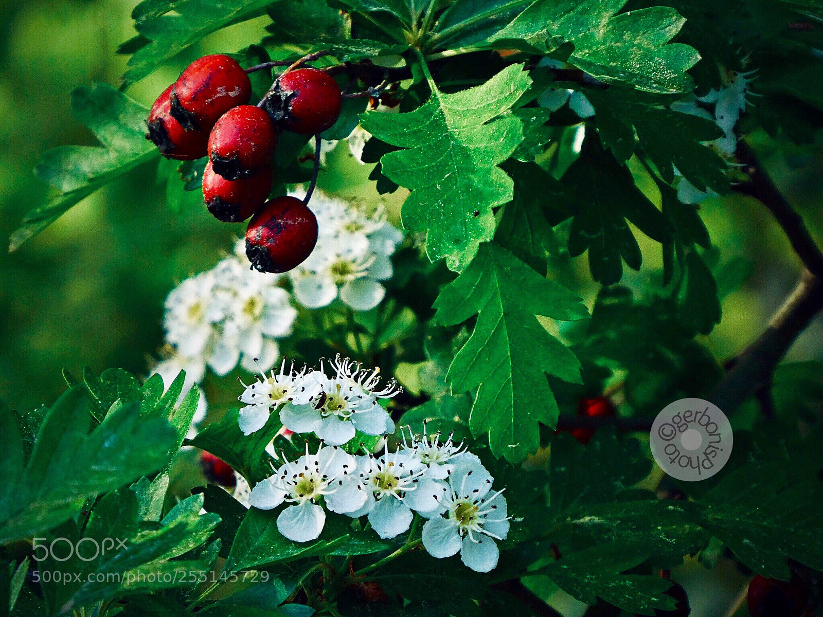 Panasonic Lumix DC-ZS70 (Lumix DC-TZ90) sample photo. Butcher berries and hawthorn photography