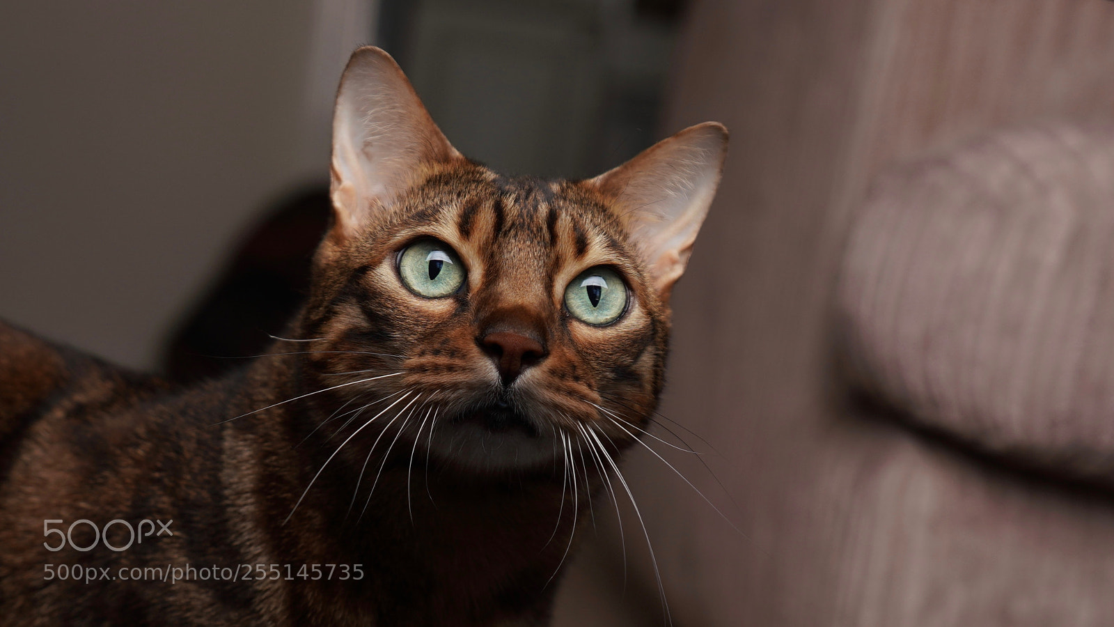 Sony a7R III sample photo. Test shot with my photography