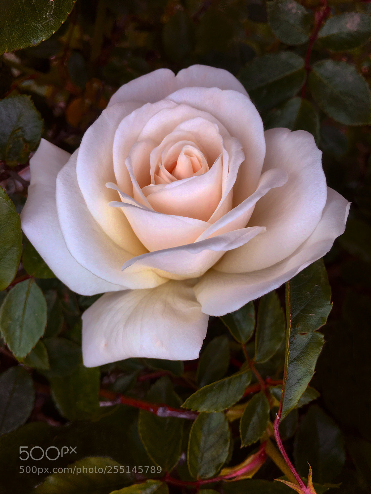 Apple iPhone 6s Plus sample photo. Rosa photography