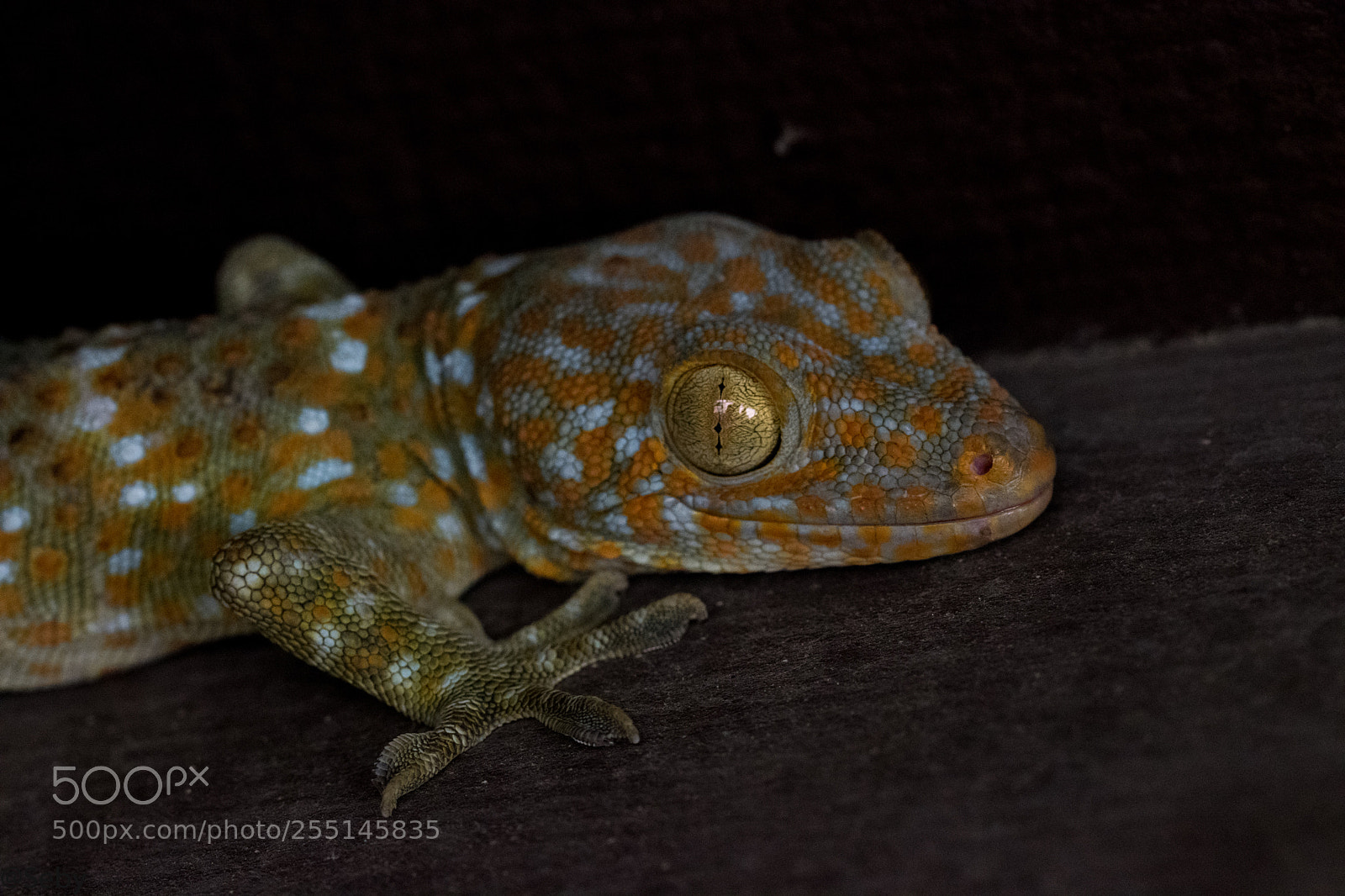 Nikon D5300 sample photo. Gekko gecko photography