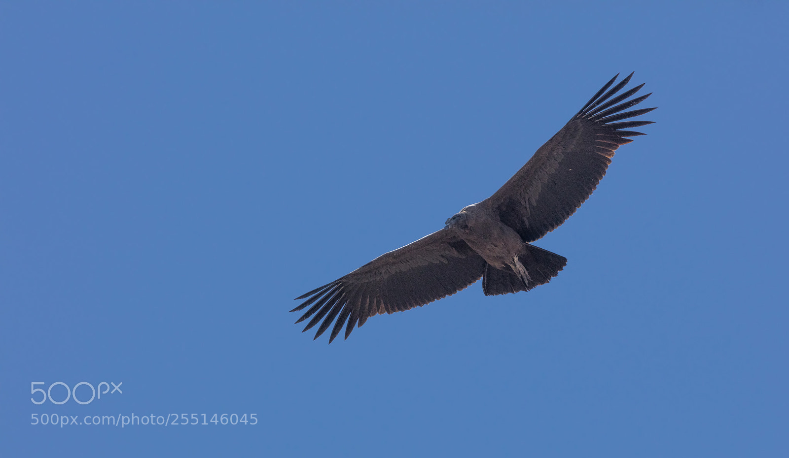 Canon EOS 5DS R sample photo. Condor flying  in peru photography