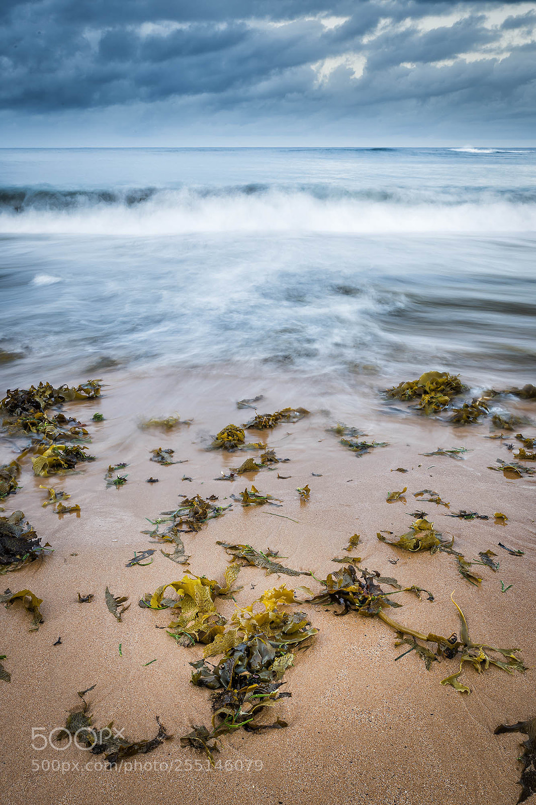 Nikon D850 sample photo. Seaweed on the beach photography