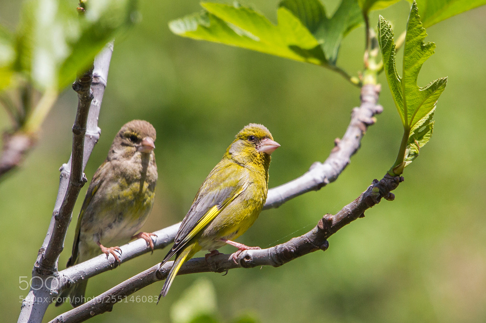 Canon EOS-1D Mark IV sample photo. Couple photography