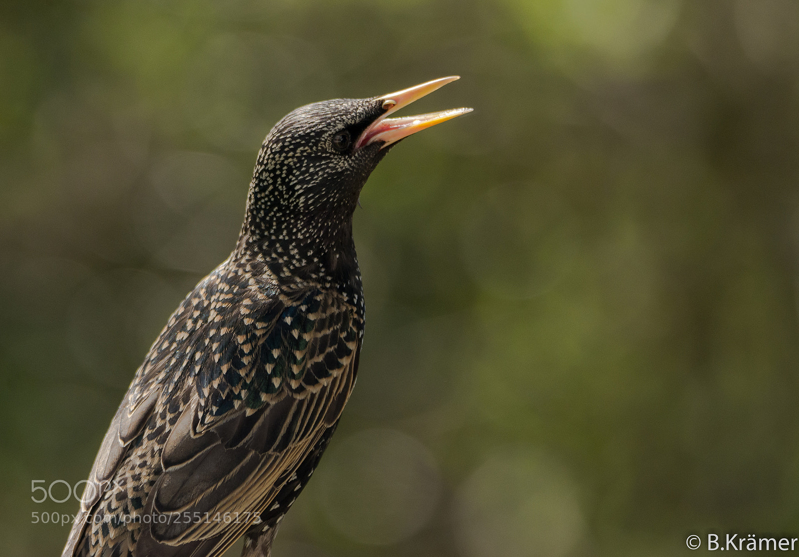 Nikon D7100 sample photo. Singing starling. photography