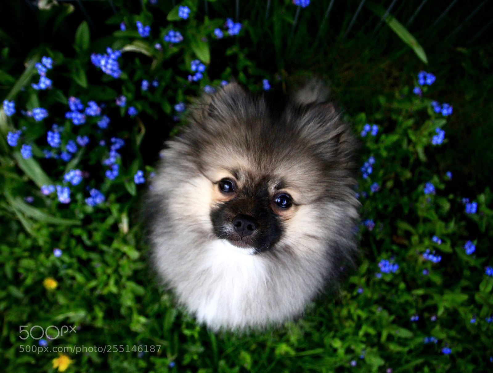 Canon EOS 7D sample photo. Pawtrait of barnaby  photography