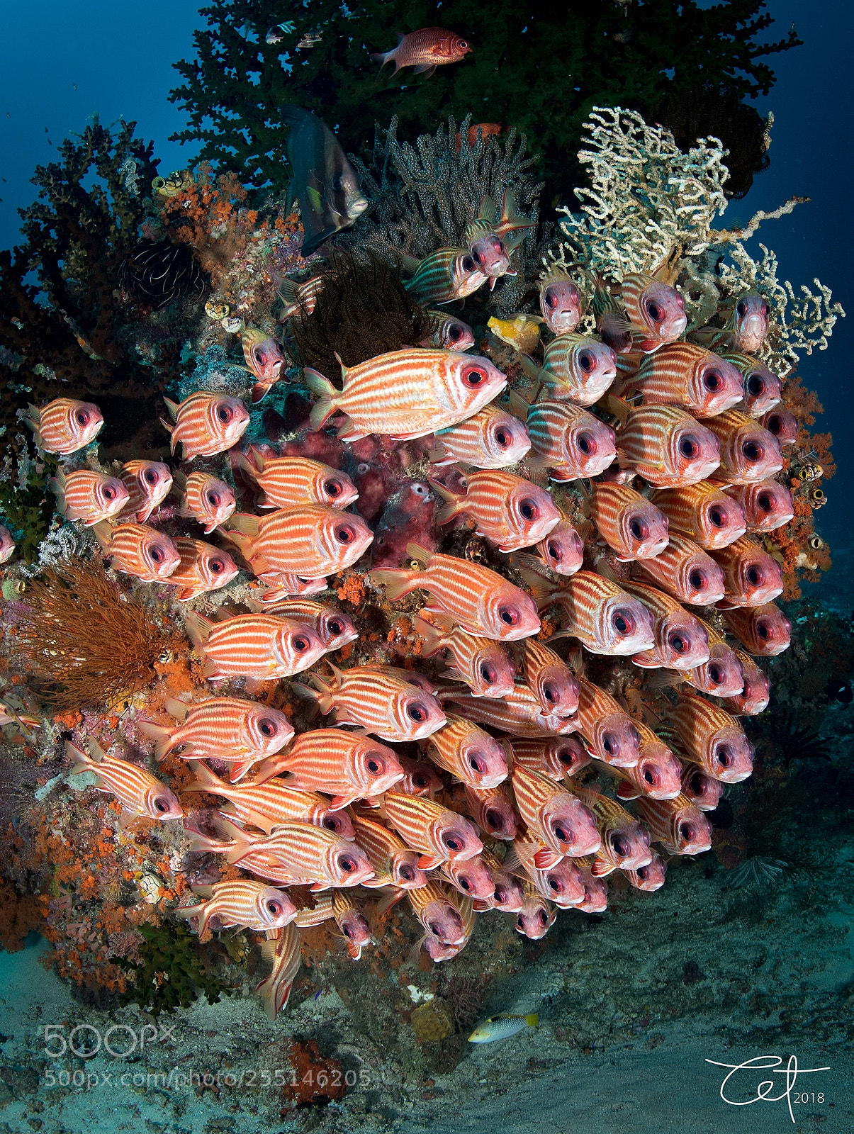 Nikon D5 sample photo. Soldier fish photography