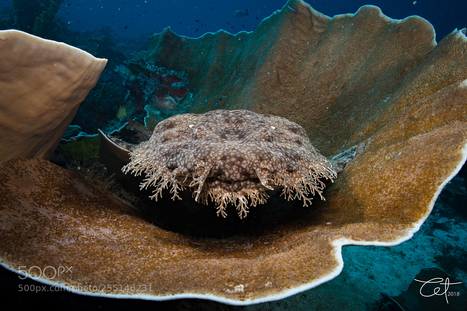 Nikon D5 sample photo. Wobbegong shark photography