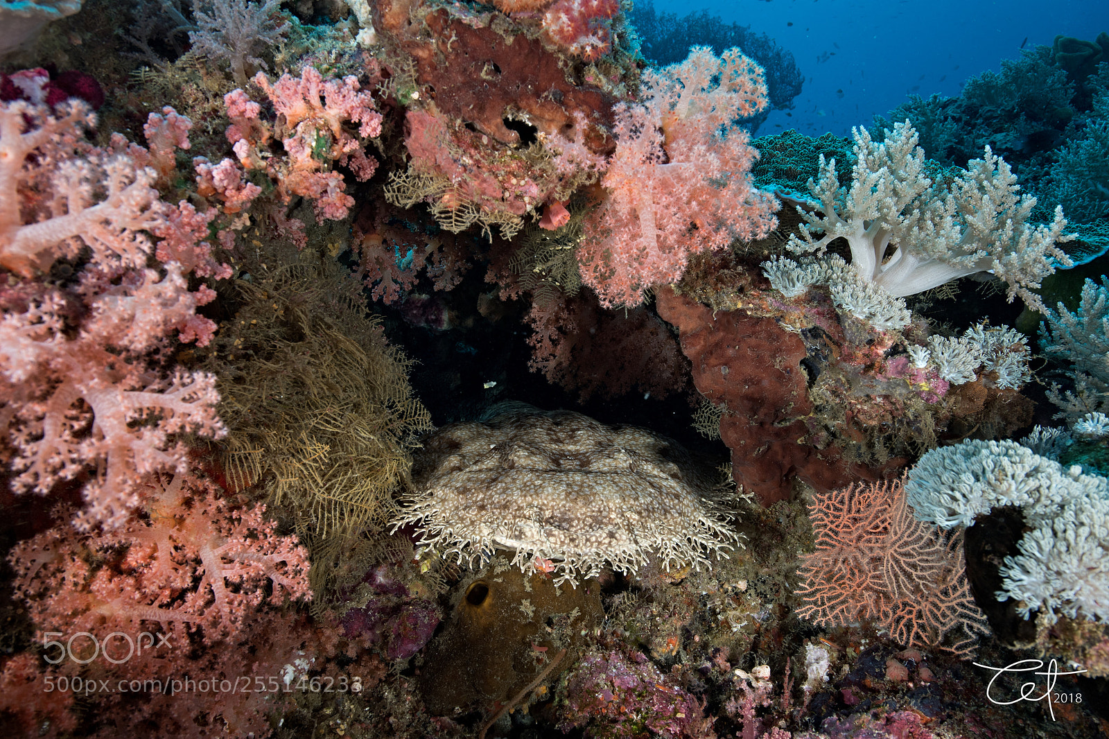 Nikon D5 sample photo. Wobbegong shark2 photography