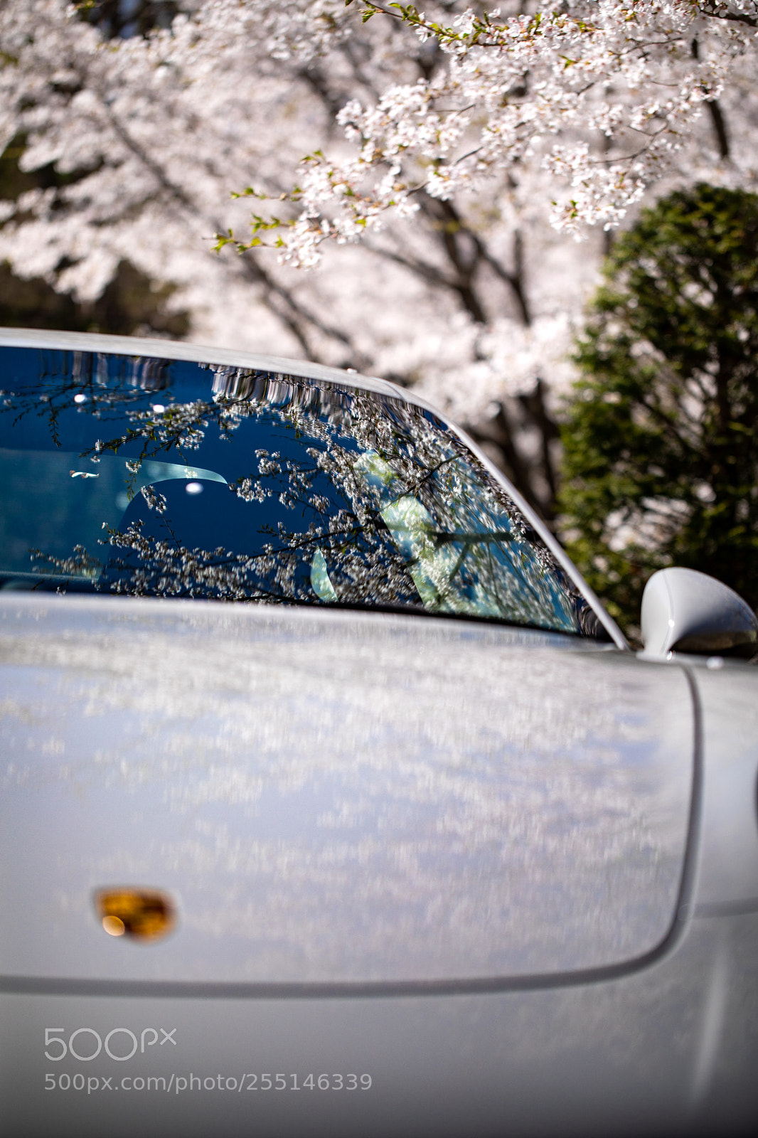 Canon EOS 5D Mark IV sample photo. Car under the sakura photography
