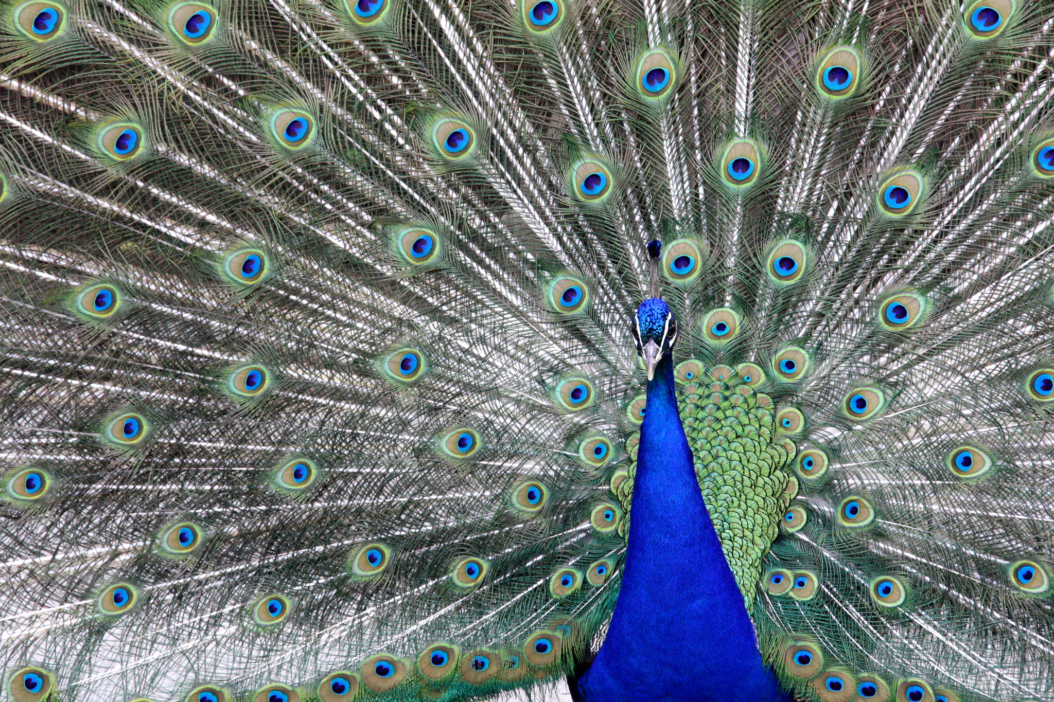 Canon EOS 450D (EOS Rebel XSi / EOS Kiss X2) sample photo. Beautiful peacock photography