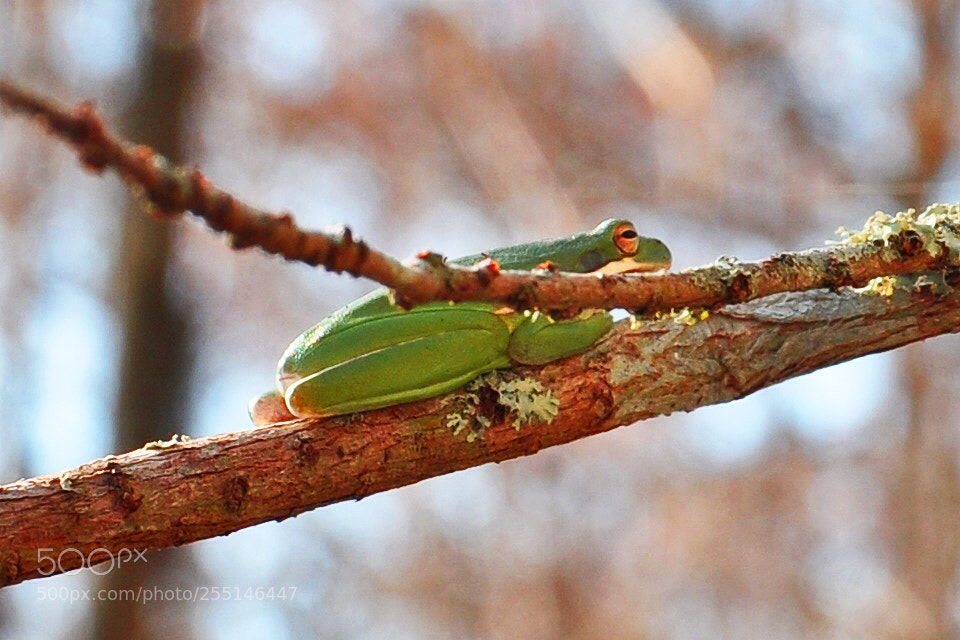 Nikon D5000 sample photo. Frog on a tree photography