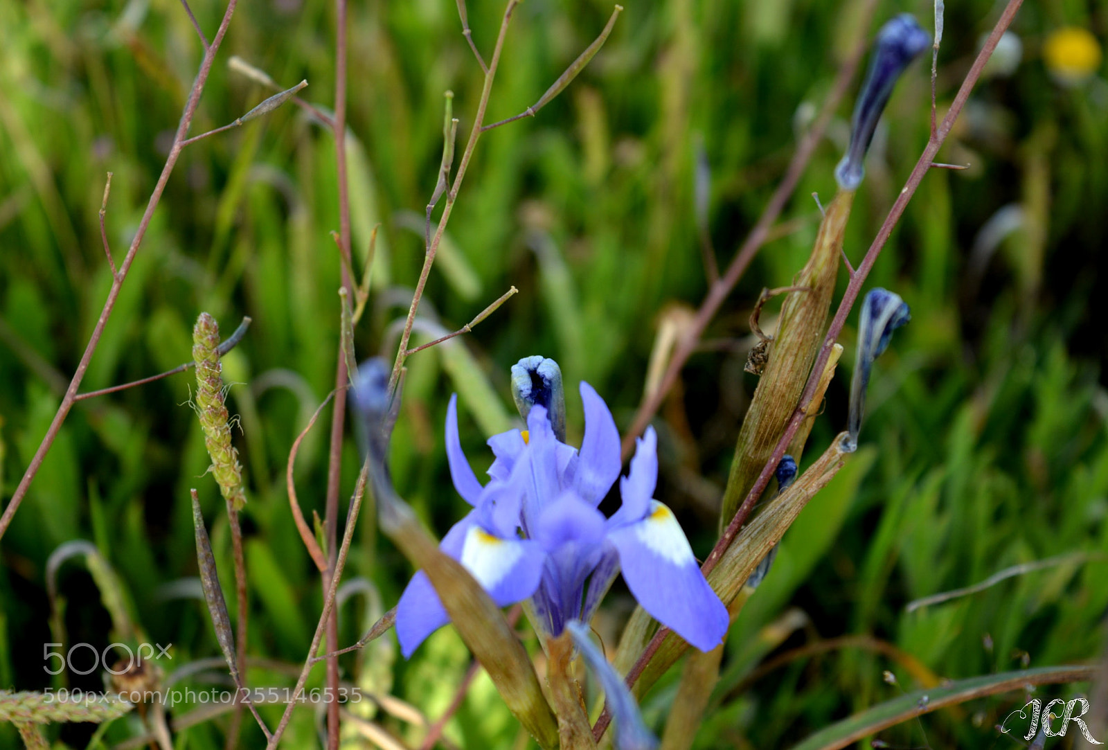 Nikon D5200 sample photo. Flor azul? photography