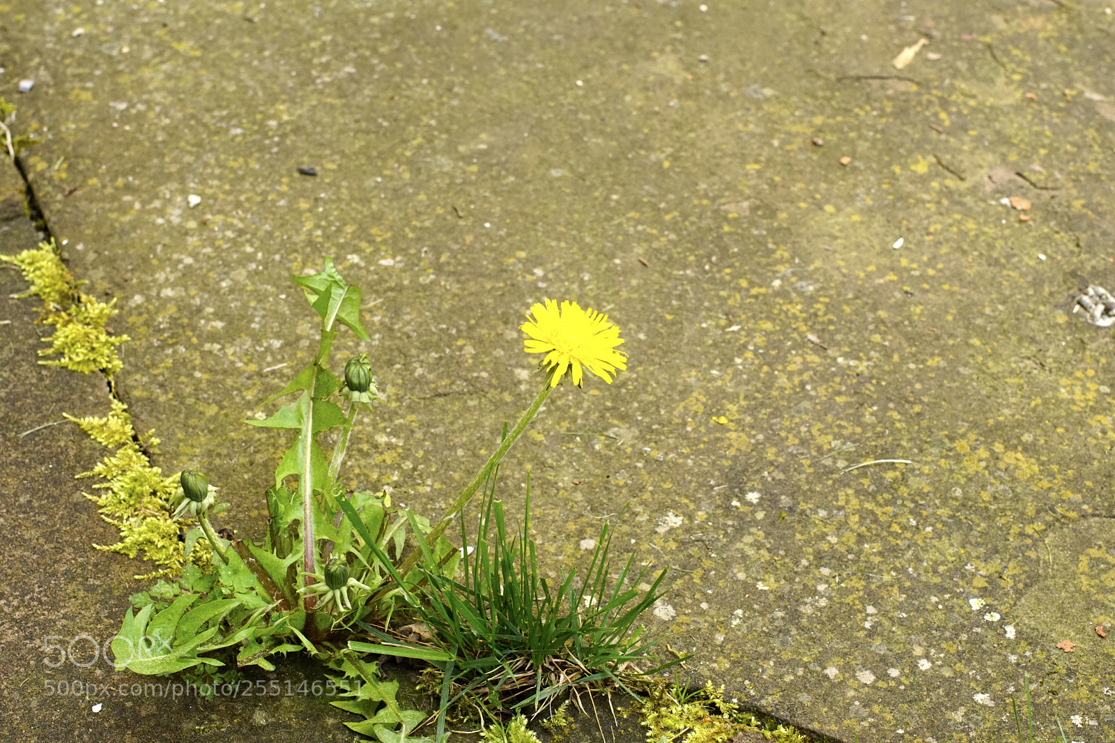 Sony ILCA-77M2 sample photo. Untitled photography
